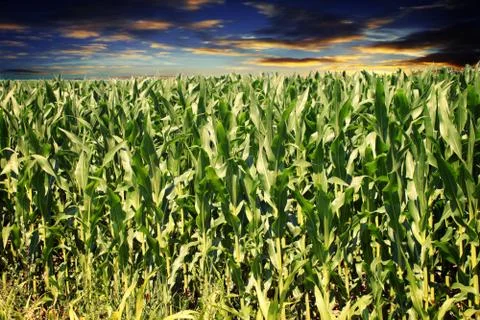 Maize field Stock Photos
