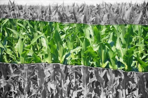 Maize field Stock Photos