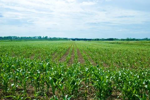 Maize field Stock Photos