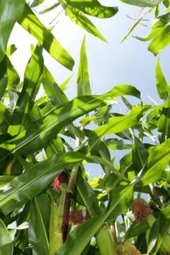 Maize field Stock Photos