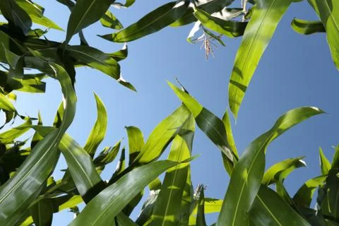 Maize field Stock Photos