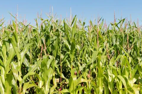 Maize field Stock Photos