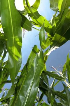Maize field Stock Photos