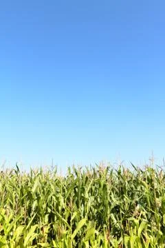 Maize field Stock Photos