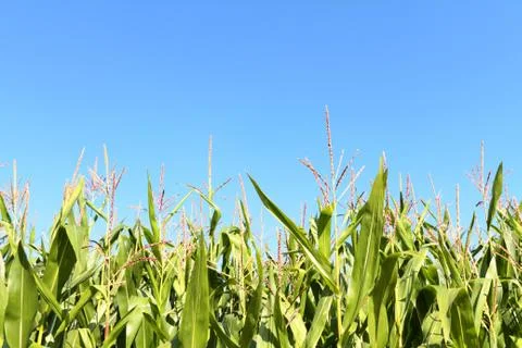 Maize field Stock Photos