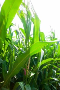 Maize on the field Stock Photos