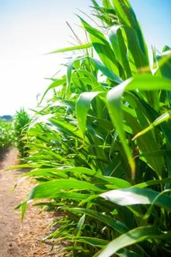 Maize on the field Foto stock