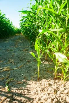 Maize on the field Stock Photos