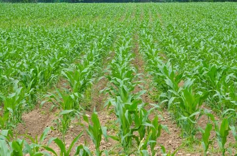 Maize field Stock Photos