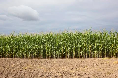 Maize field with soil Stock Photos