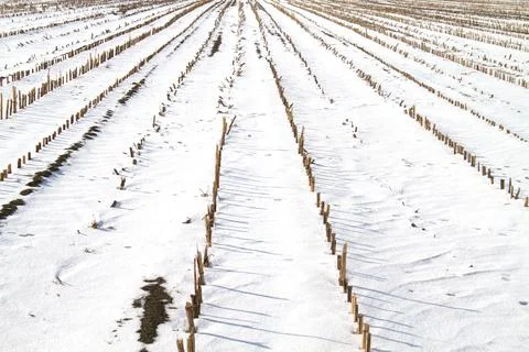 Maize field in winter Stock Photos