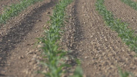 Maize field zoom in Stock Footage 112005072