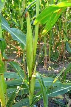 Maize - fields of green corn on the cob Foto stock