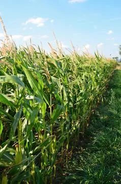 Maize - fields of green corn on the cob Stock Photos