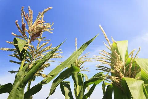 Maize flowers in a corn field with blue sky background. Stock Photos