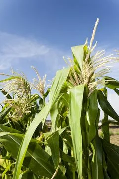 Maize flowers in a corn field with blue sky background. Stock Photos