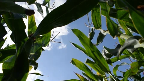 MAIZE Stock Footage 133099430