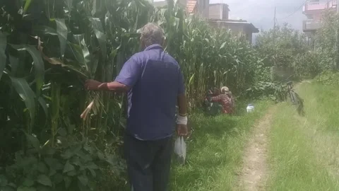Maize 動画素材 137246149