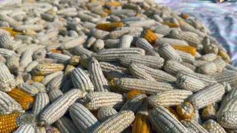 Maize Stock Footage 320211928