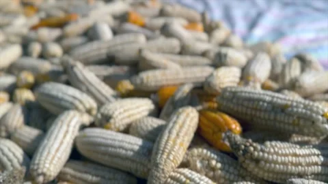 Maize Stock-Footage 320211949