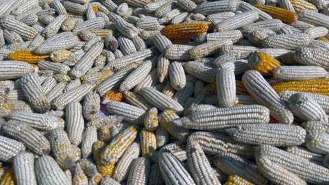 Maize Stock-Footage 320212025