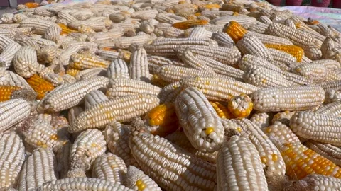 Maize Stock-Footage 320212036