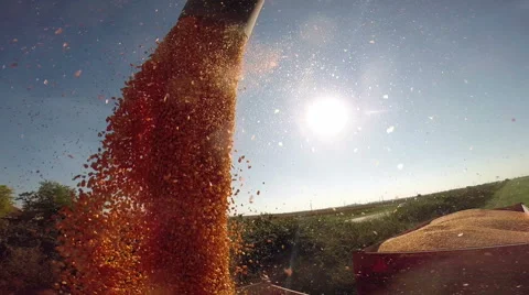 Maize Grains Dumping From Combine Harvester to Tractor Close Up Stock Footage 56314312