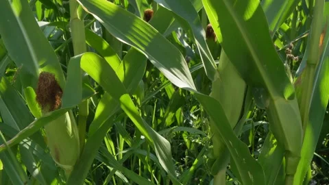Maize, Green Corn Field, Bavaria, Germany Stock Footage 203907857