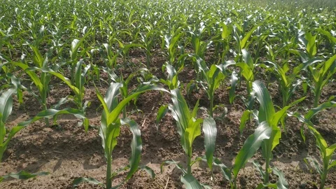 Maize growth farm Stock Footage 126002578
