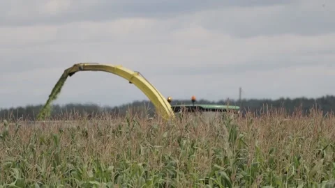 Maize harvest Stock Footage 145800341