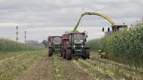 Maize harvesting Stock Footage 145800434