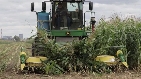 Maize harvesting Stock Footage 145800461