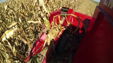 Maize Harvesting Machine Stock Footage 29686297