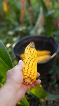 Maize harvesting Stock Photos