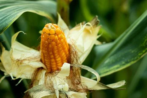 Maize is a heavy feeder of nutrients nutrients from soil for pla 스톡 사진