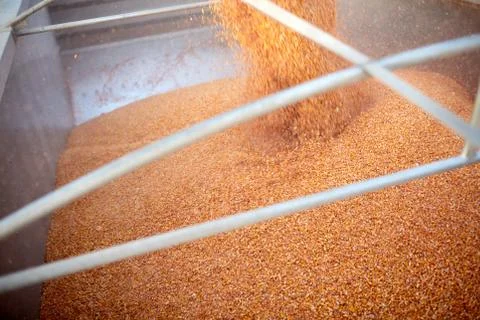 Maize kernels pouring into a trailer or truck Stock Photos
