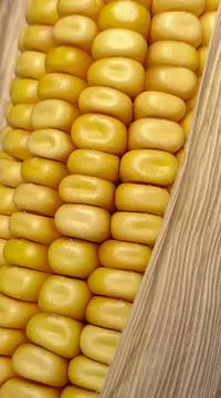 Maize kernels in regular rows in the mature ear with husks. Close up. Stock Photos