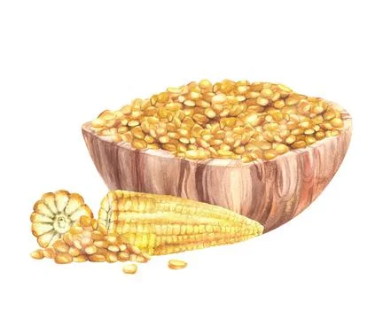 Maize kernels, whole and cut corncobs with Bowl sweet corn. Watercolor hand Stock Illustration