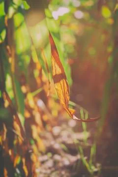 Maize leaf - corn field 写真素材
