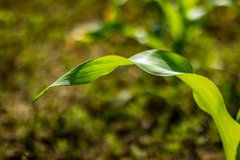 The Maize leaf is divided into 3 major regions upper blade separated Stock Photos