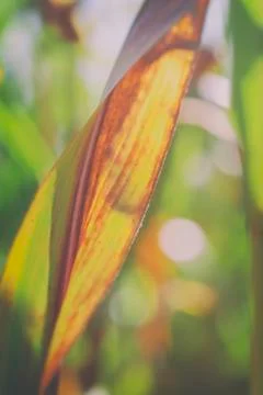 Maize leaf Stock Photos