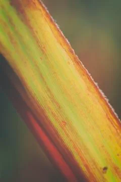 Maize leave - macro 写真素材