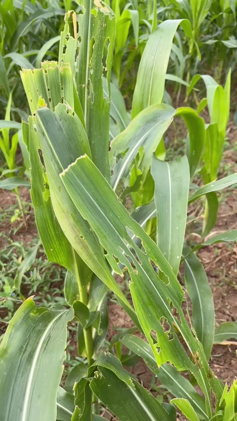 Maize Leaves Destroyed by Caterpillars | Insect Damage on Corn Crop Stock-Footage 315084597