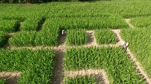Maize Maze Aerial View Stock Footage 64128733