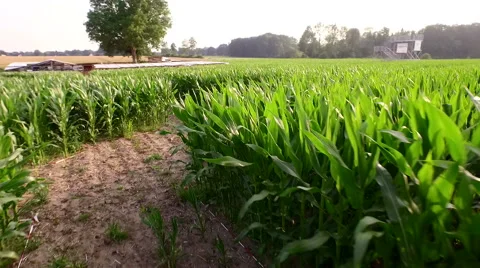 Maize Maze Aerial View Видео 64129424