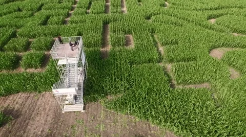 Maize Maze Aerial View Видео 64129720