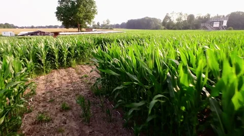 Maize Maze Aerial View Stock Footage 64130060
