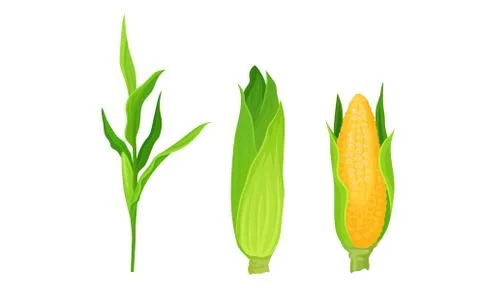 Maize or Corn Cob and Stalk as Cereal Grain with Yellow Kernels or Seeds Vector Illustrazione stock