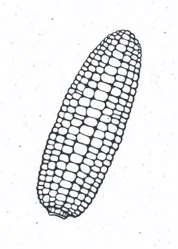 Maize or corn cob without leaves. Healthy vegetarian food. Stock Illustration