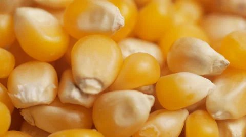 Maize, or corn, grains turning, close up Stock Footage 33847922